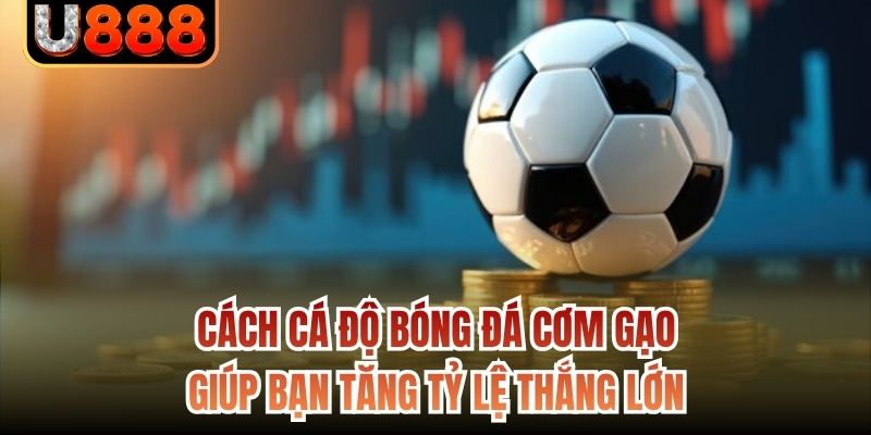 Cách Cá Độ Bóng Đá Cơm Gạo Giúp Bạn Tăng Tỷ Lệ Thắng Lớn